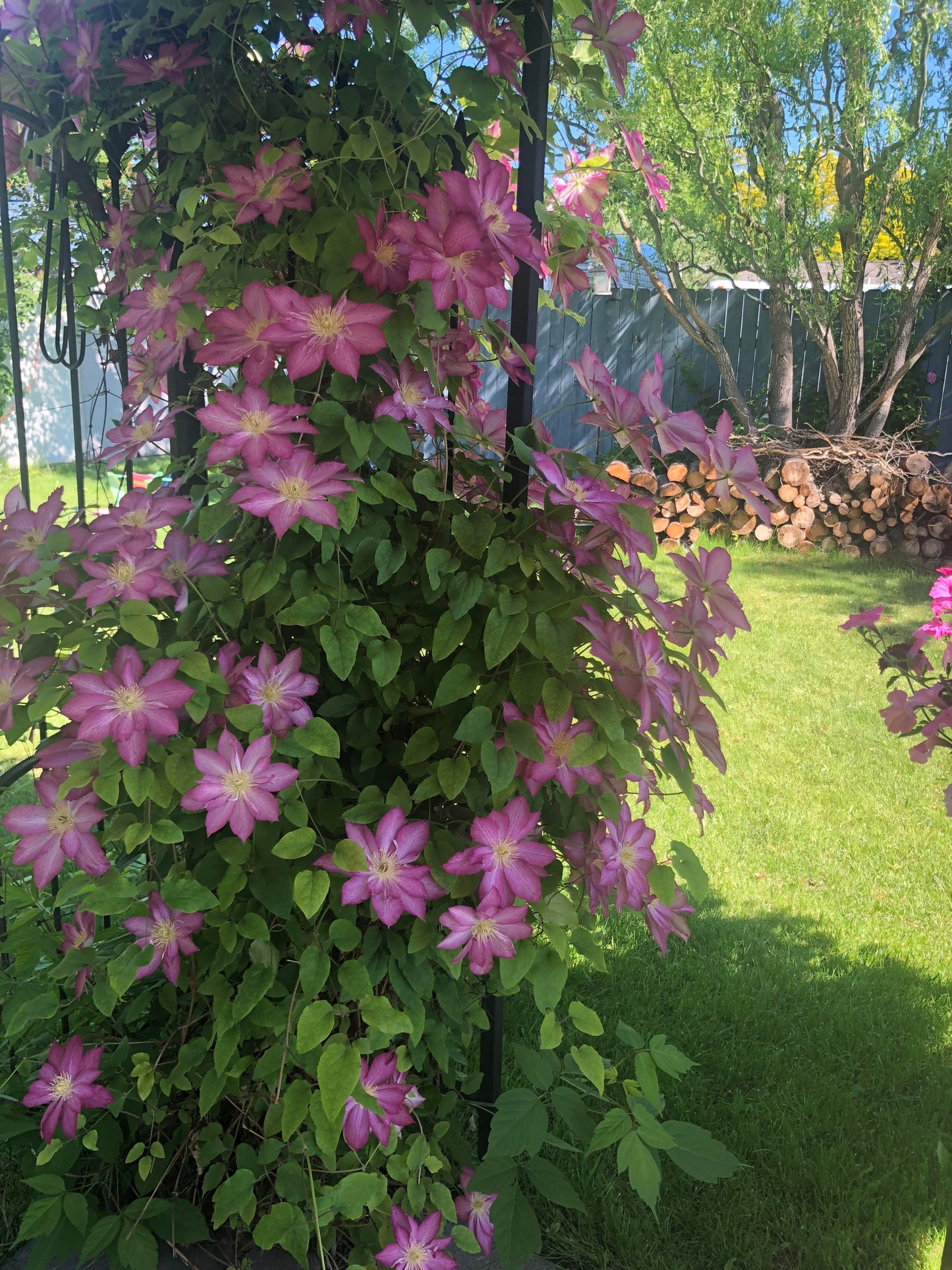 PINK CHAMPAGNE CLEMATIS 2gal