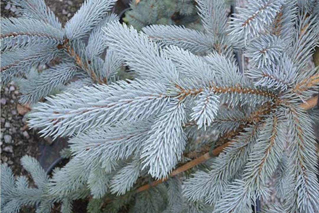 HOOPSII COLORADO SPRUCE 7gal