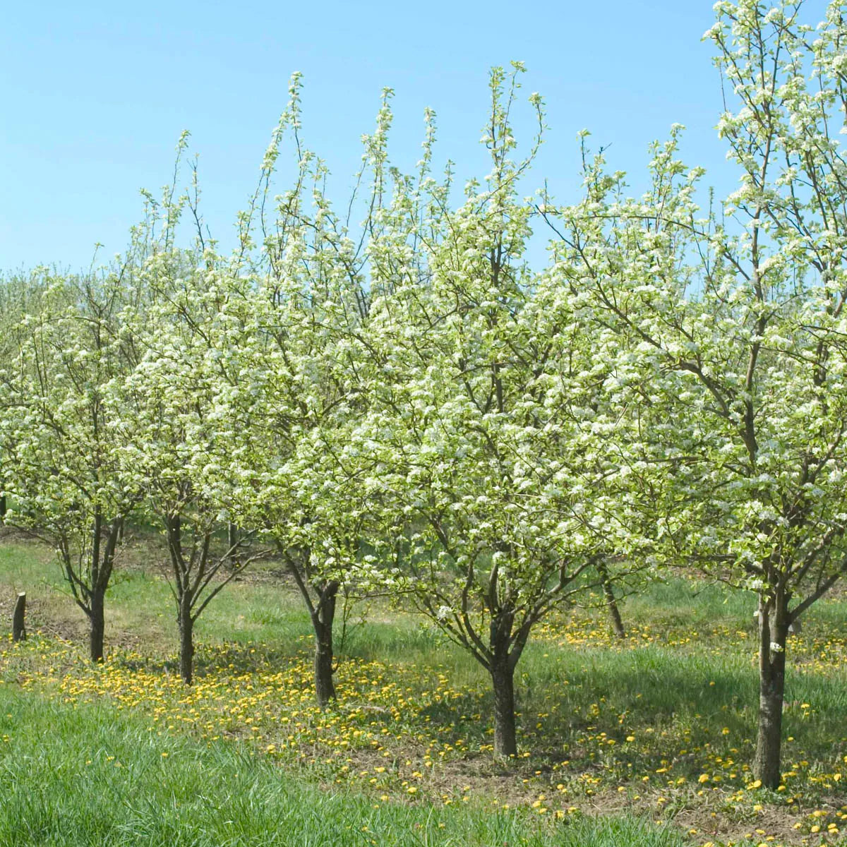 STANLEY PLUM TREE 7gal