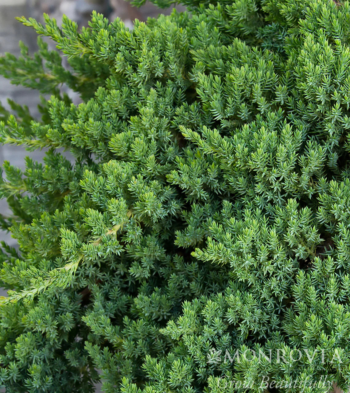 JAPANESE GARDEN JUNIPER TOPIARY 2gal