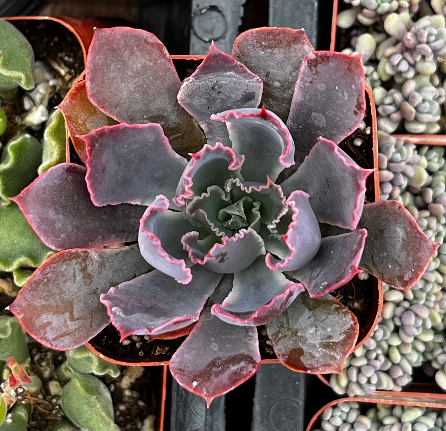 Neon Breaker Echeveria