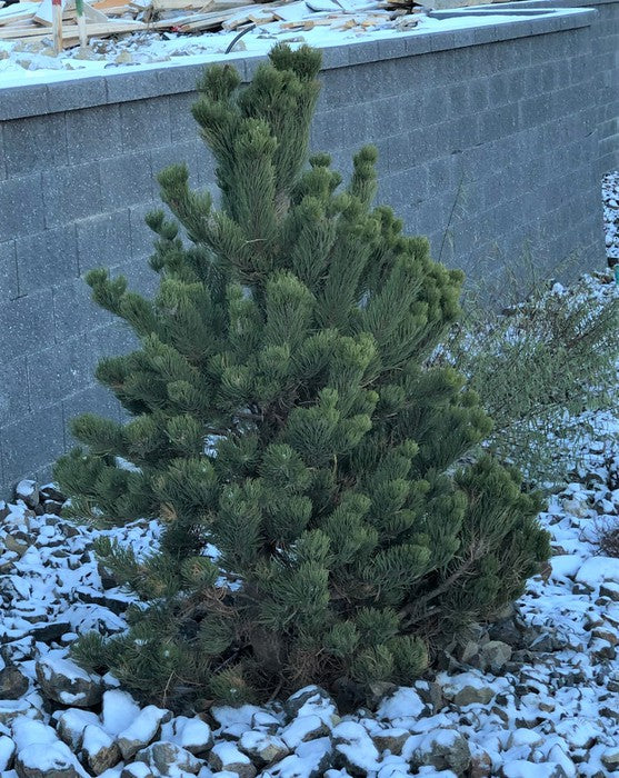 OREGON GREEN PINE TREE 3-4ft