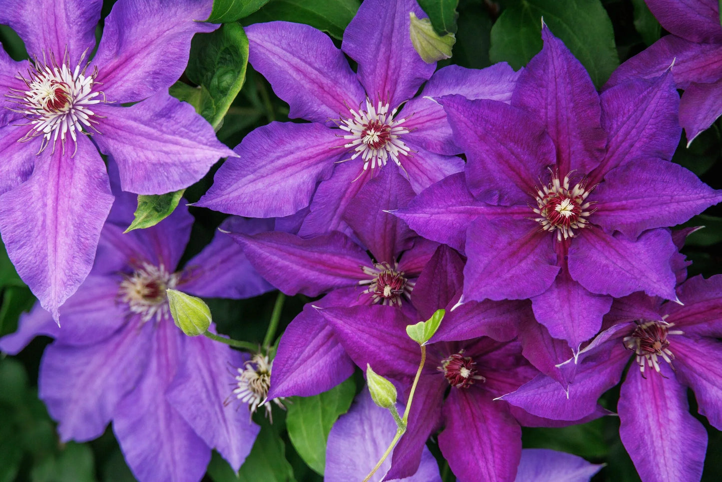 VANCOUVER DANIELLE CLEMATIS 1gal
