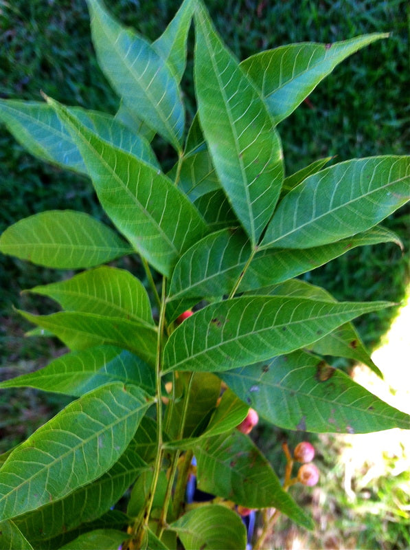 PISTACHE CHINESE TREE 5gal