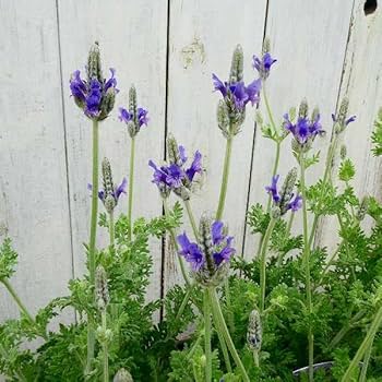 PINNATA LACELAF LAVENDER 1 GAL