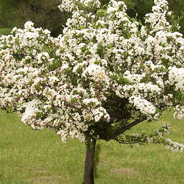 TINA SARGENT CRABAPPLE TREE 5gal