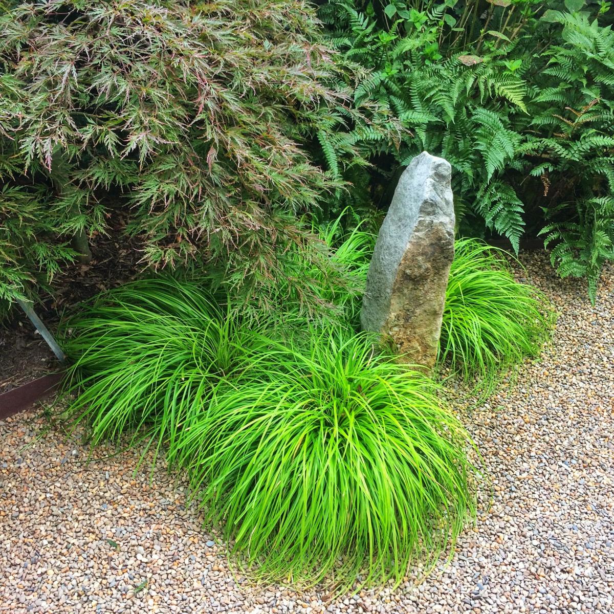 EVERCOLOR SEDGE 1gal