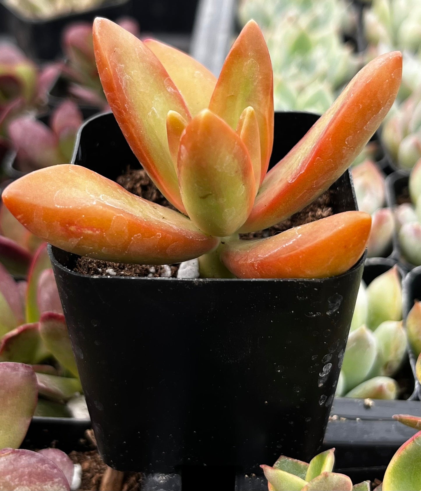 Firestorm Sedum