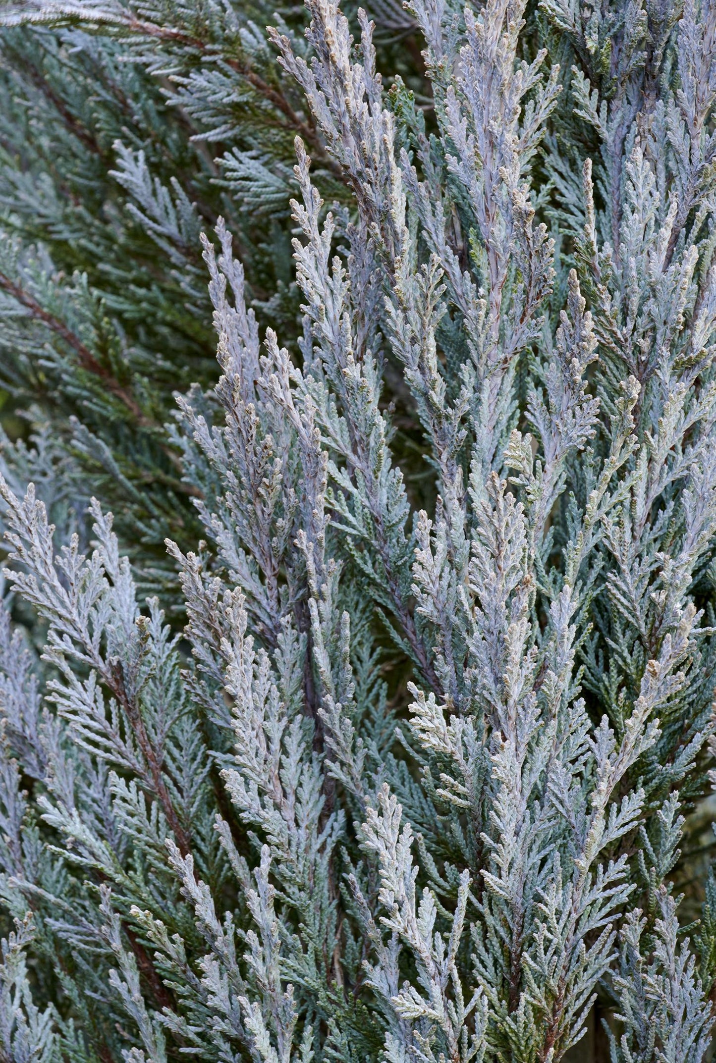 MOONGLOW JUNIPER TREE 6gal