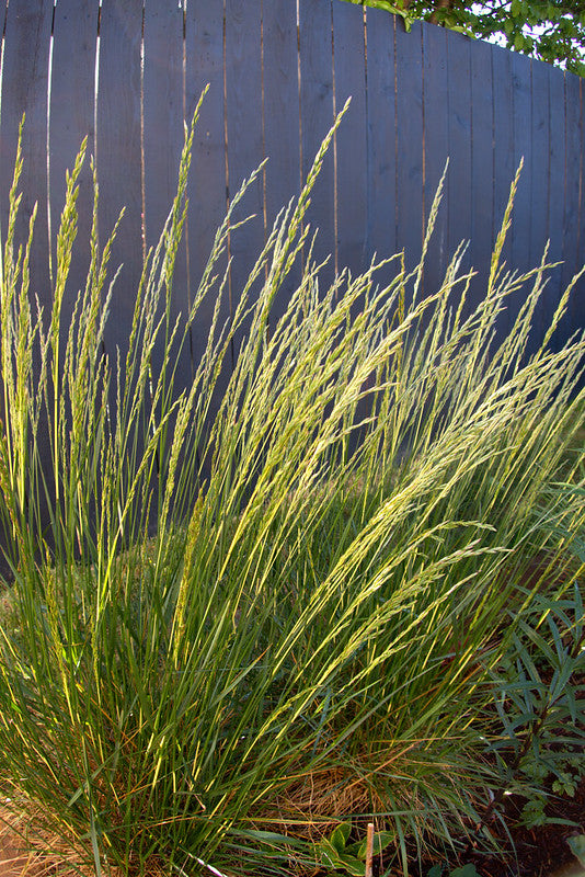GLOW STICKS TALL FESCUE GRASS 1gal