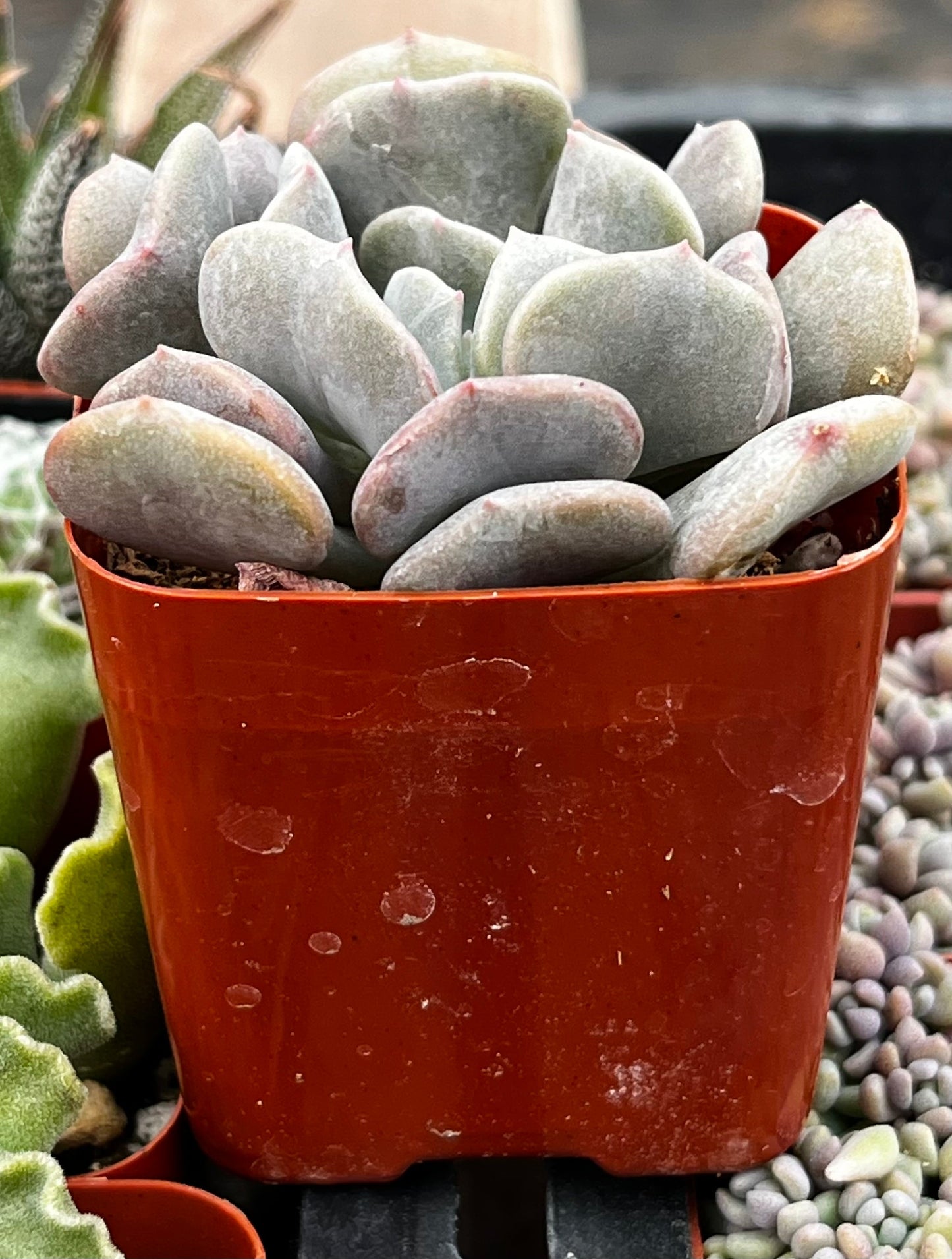 Cubic Frost Echeveria