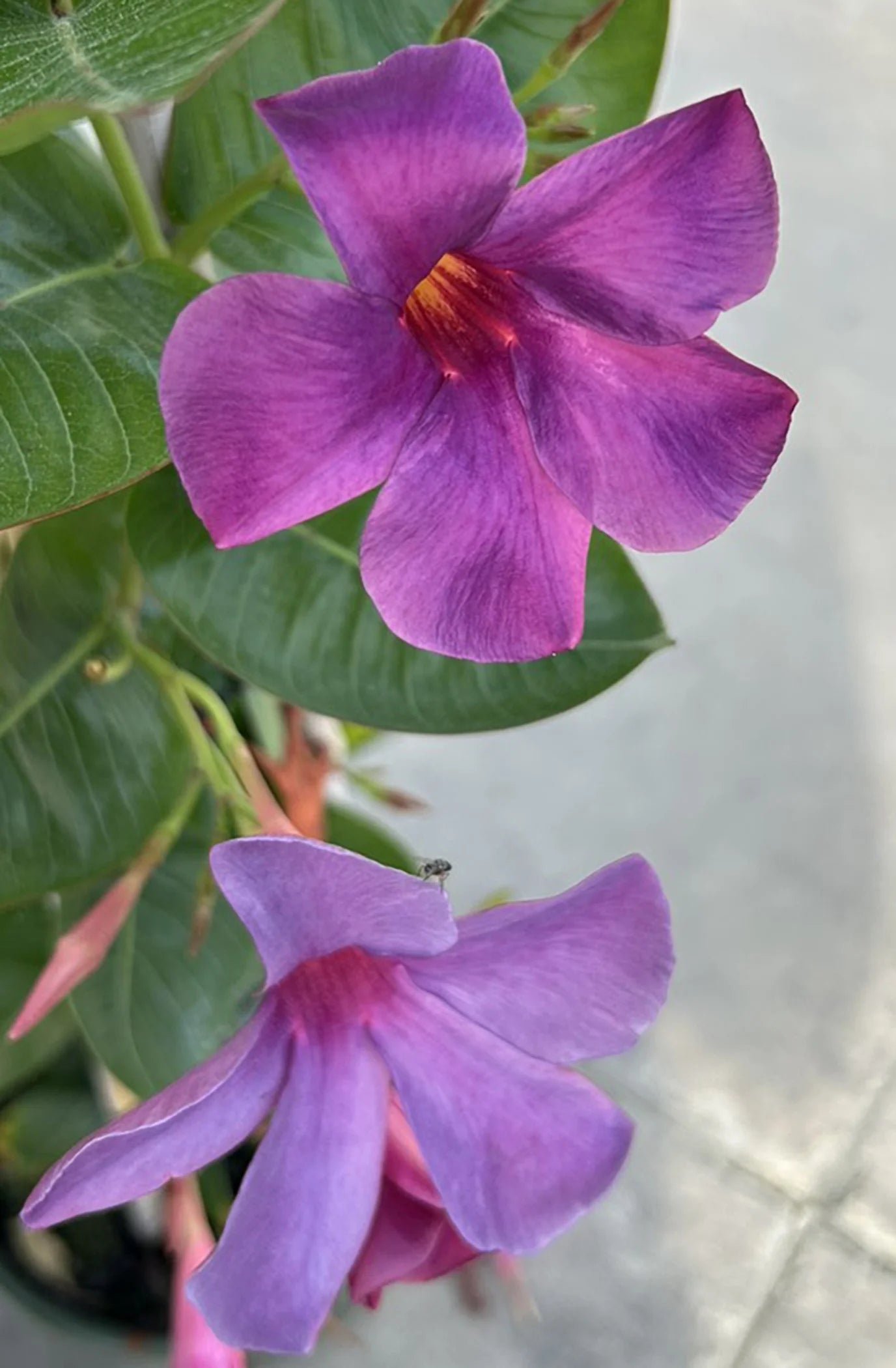 BLUEPHORIA MANDEVILLA 2gal