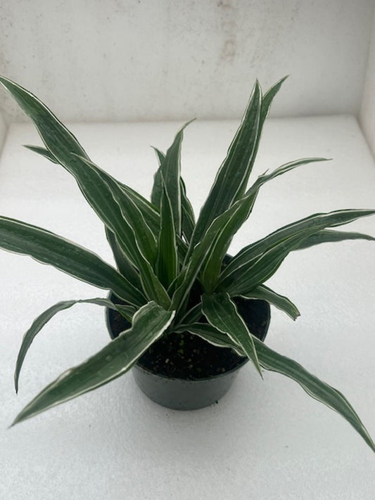 DRACAENA WARNECKII 4in