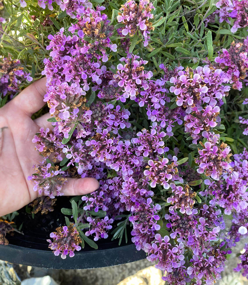 CREEPING GERMANDER 1gal