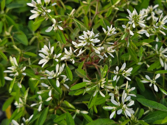 STARBLAST WHITE EUPHORBIA 4in