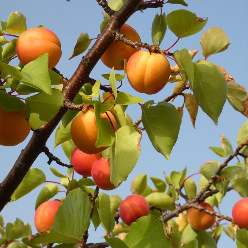 MORMON CHINESE APRICOT TREE 7gal