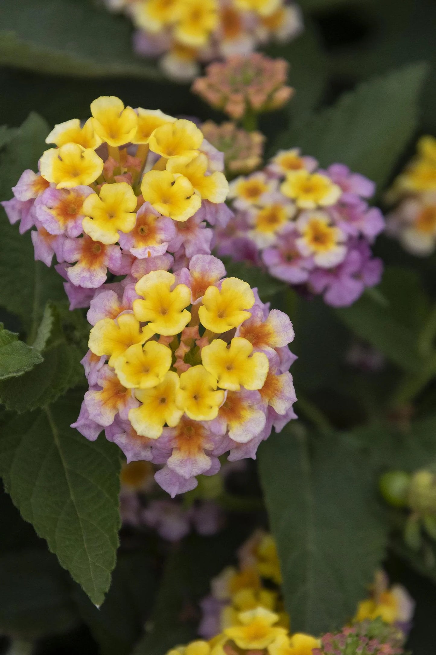 MARY ANN LANTANA 1gal