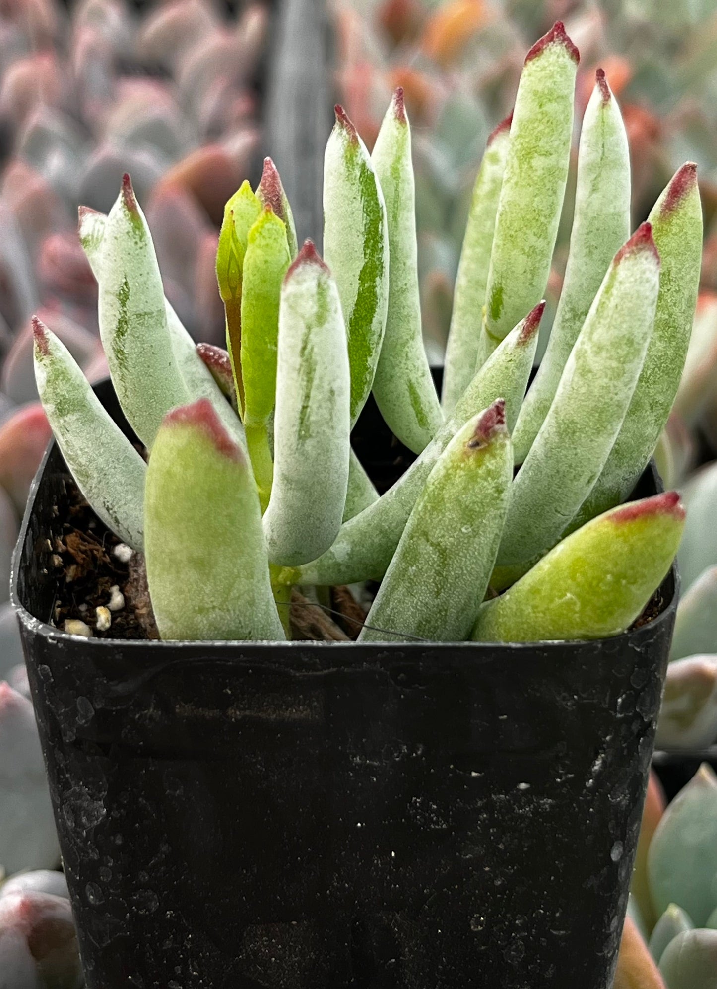 White Sprite Cotyledon