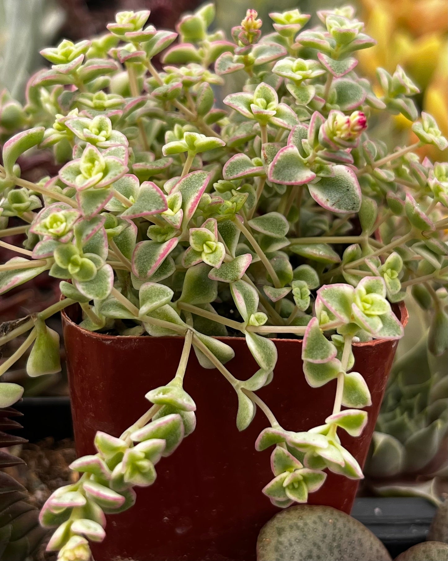 Little Missy Sedum