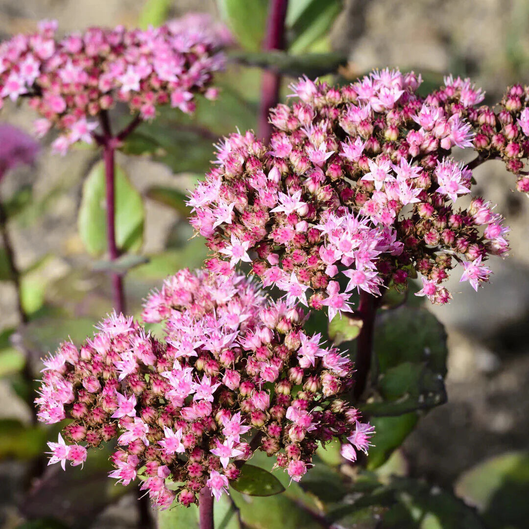 Lime Zinger Stoncrop (N&C SEDUM LIME ZINGER) - 1 gallon