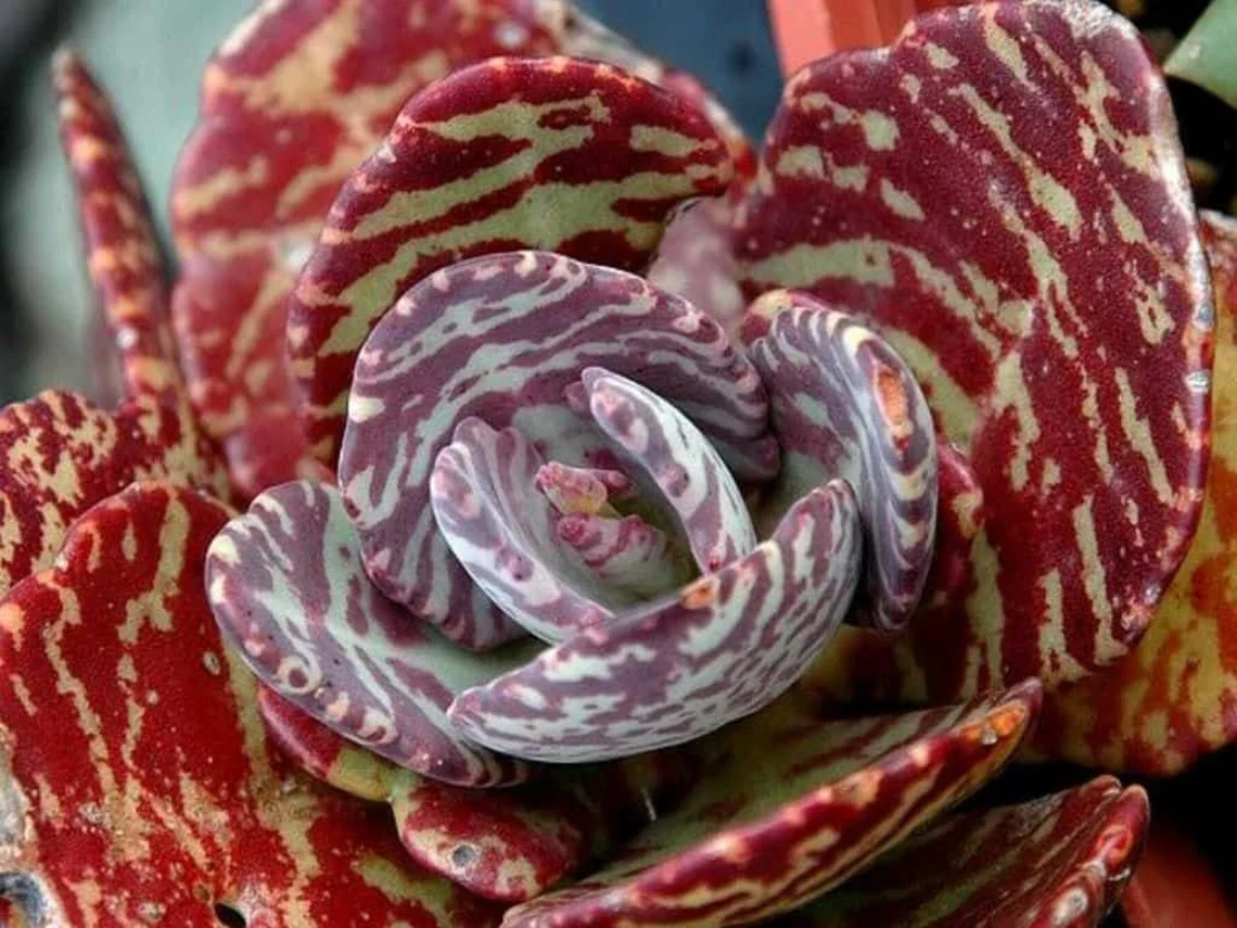 Desert Surprise Kalanchoe Humilis