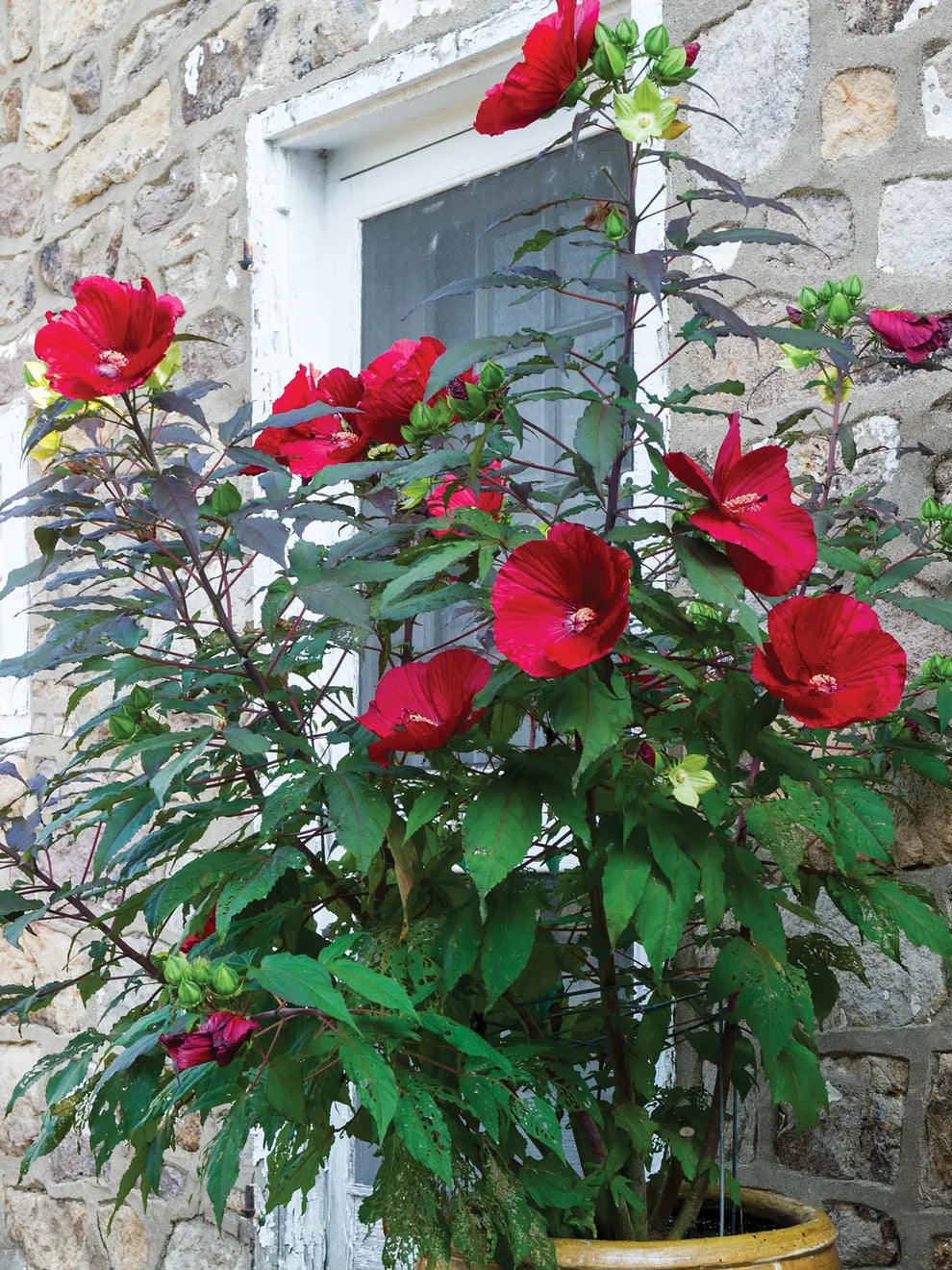 RED DWARF HIBISCUS 3gal