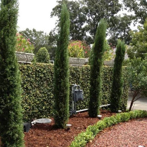 ITALIAN CYPRESS TREE 5gal