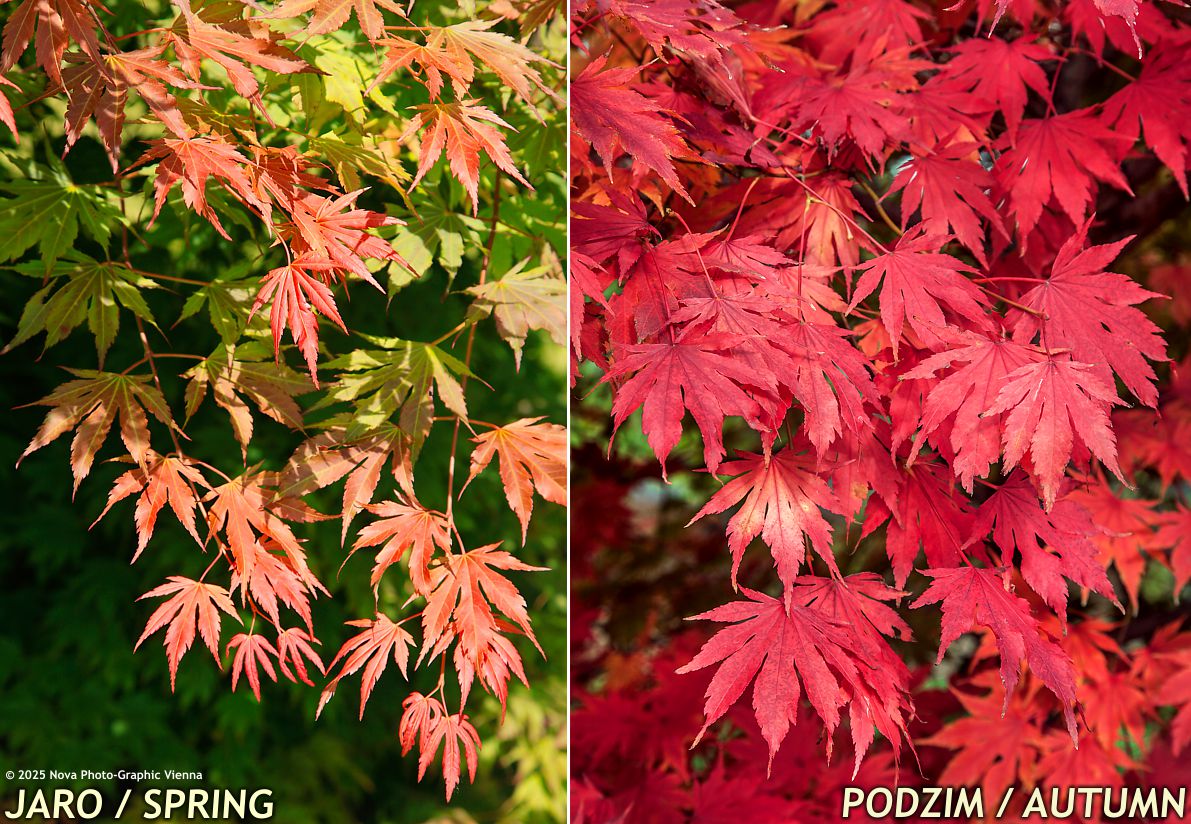 NORTH WIND JAPANESE MAPLE