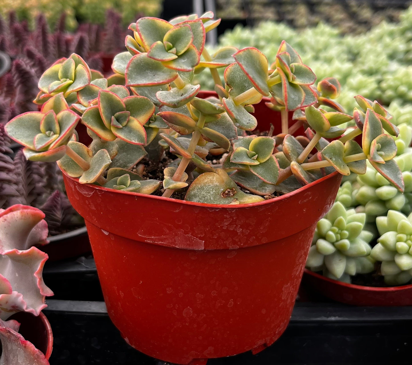 Calico Kitten Variegated Crassula
