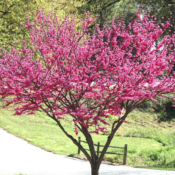 RISING SUN REDBUD 3gal