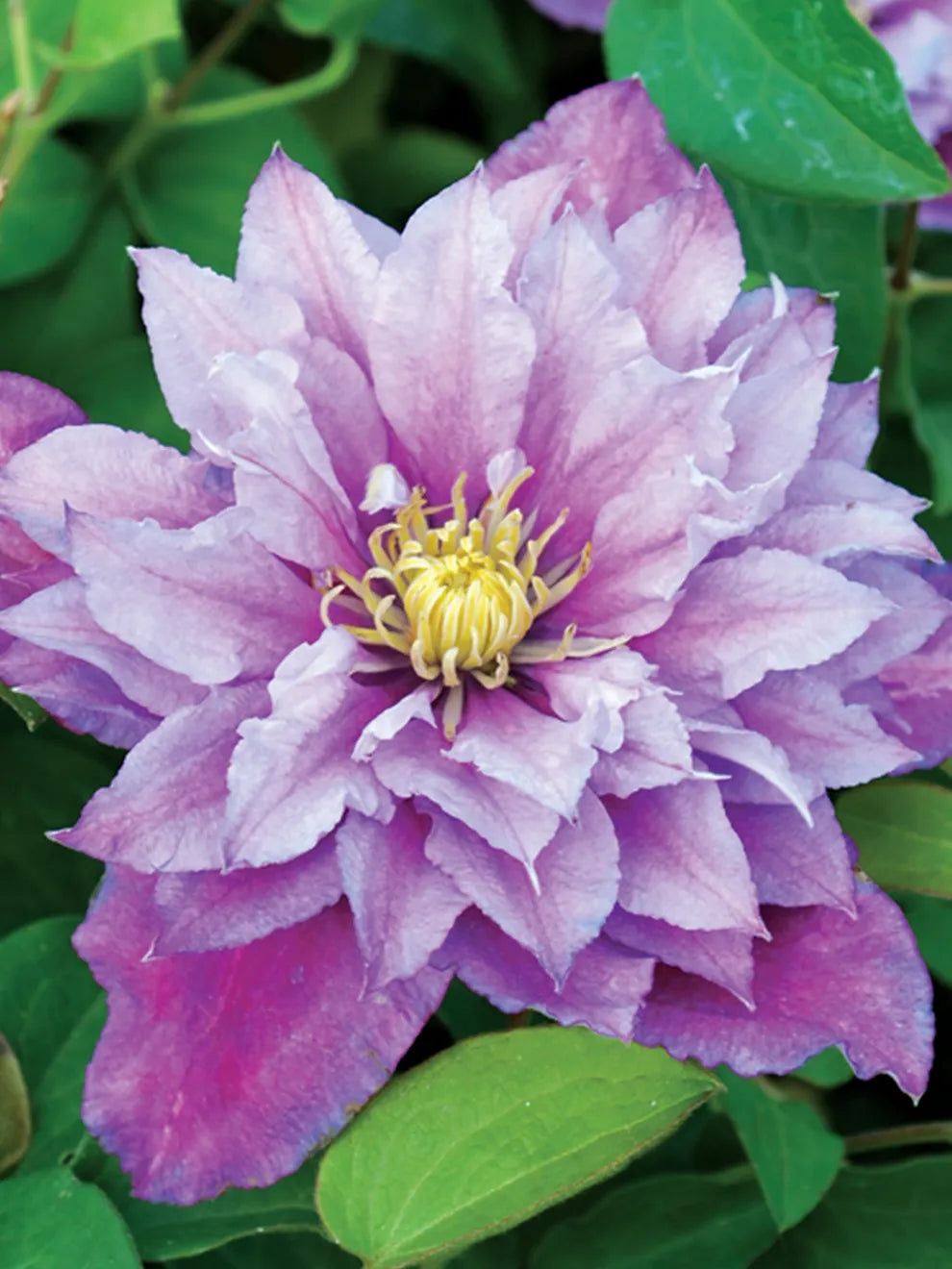 PIILU CLEMATIS 2gal