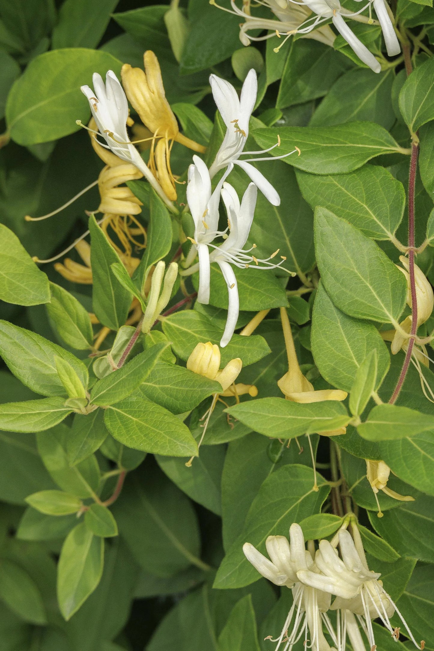 HALLS  HONEYSUCKLE 2gal