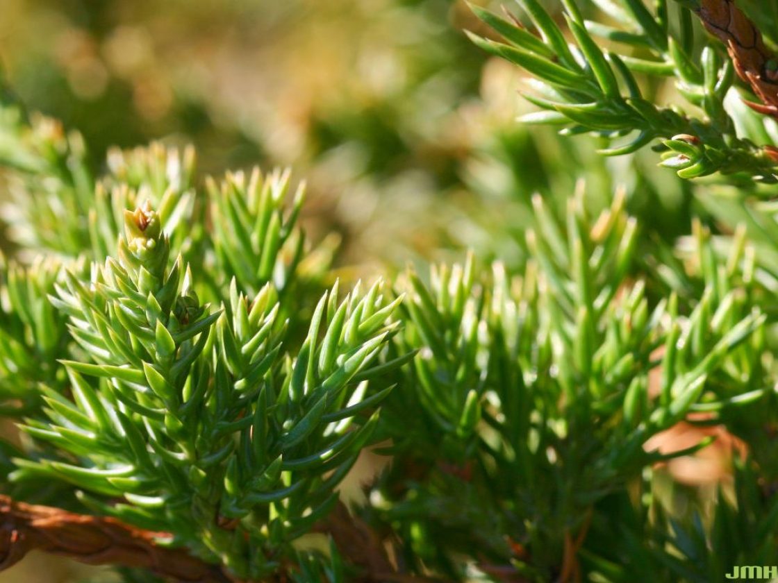 JAPANESE GARDEN JUNIPER TOPIARY 2gal