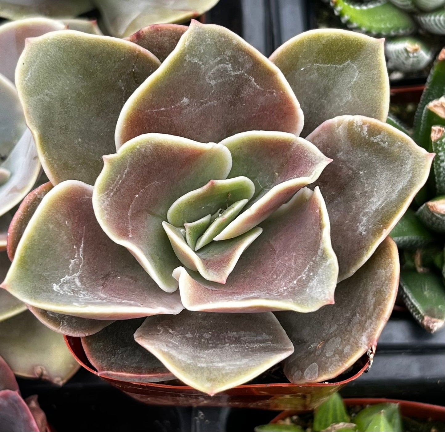 Fireglow Echeveria