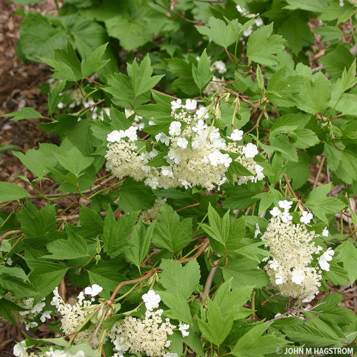CRANBERRY BUSH VIBURNUM 2gal