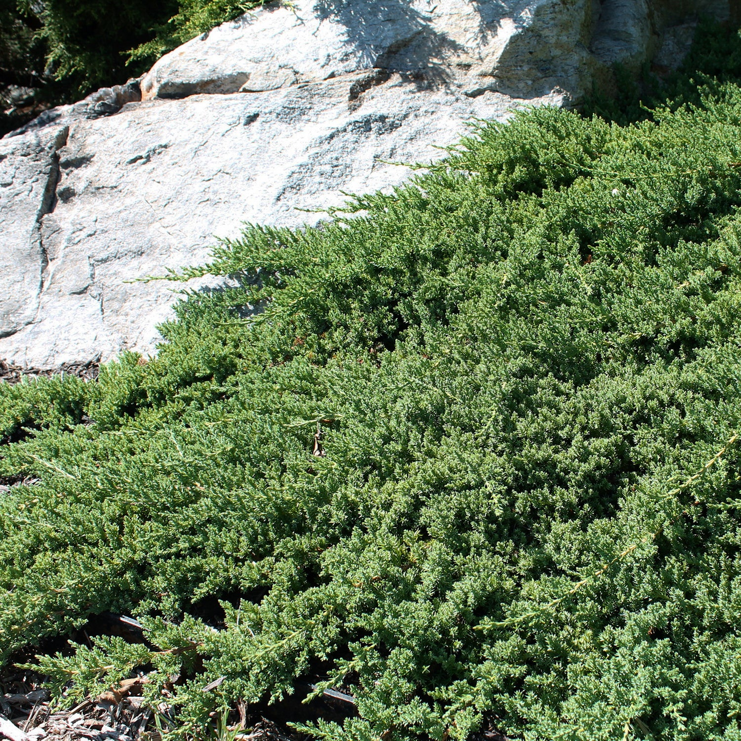 JAPANESE GARDEN JUNIPER 2gal