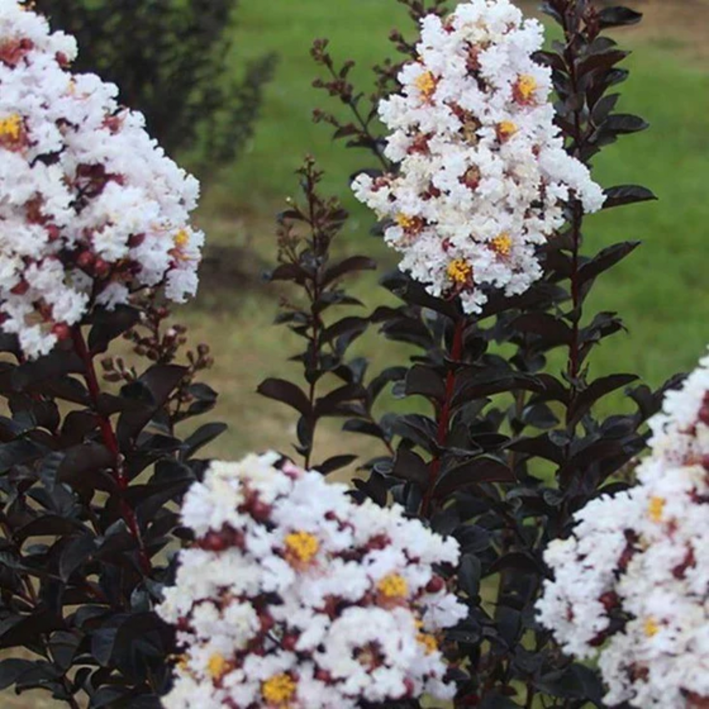 LIKE A LATTE CRAPE MYRTLE 5gal