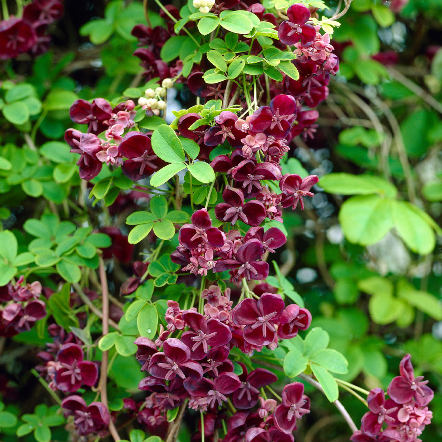 WHITE FLOWERING CHOCOLATE VINE AKEBIA 5gal STAKED