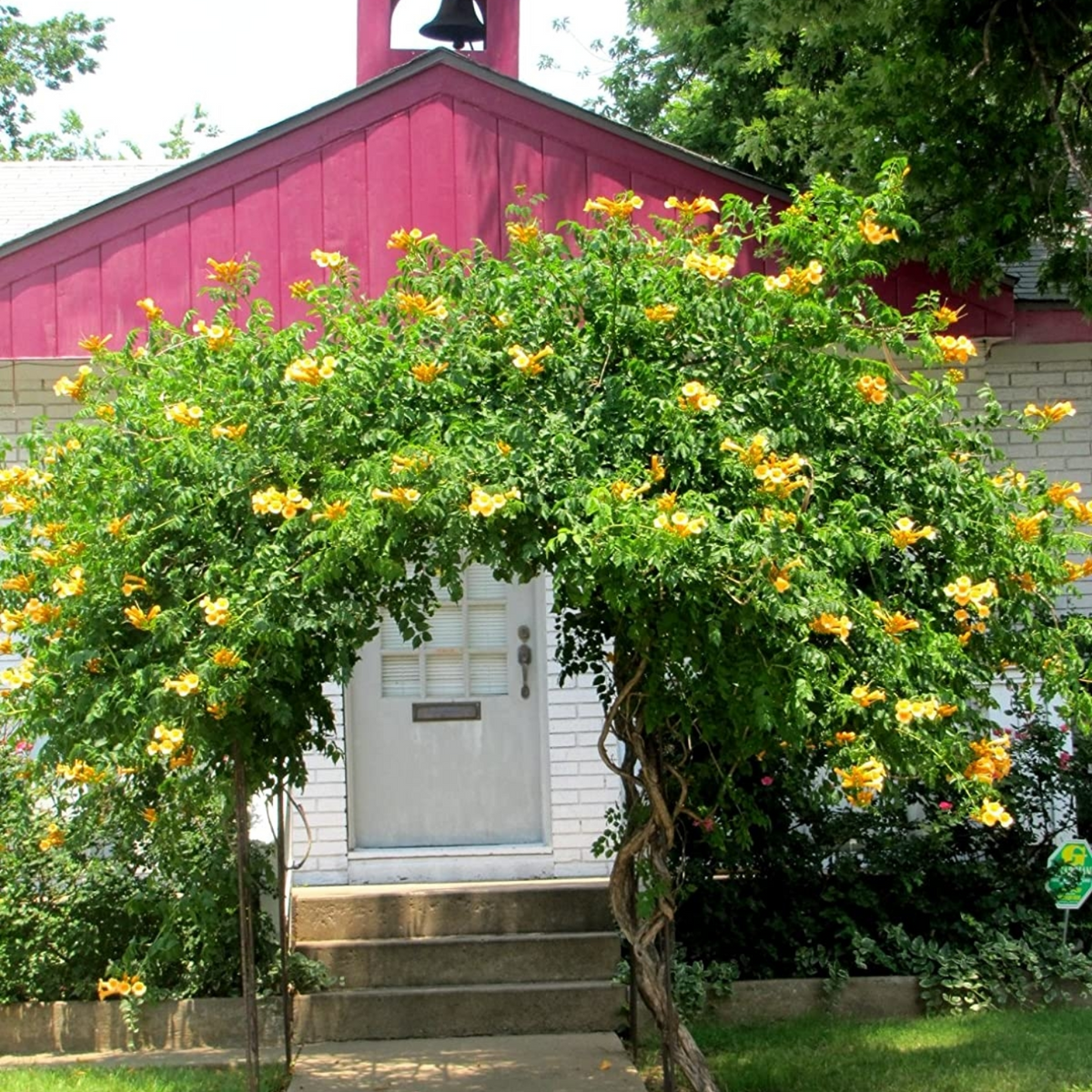 YELLOW TRUMPET VINE 2gal STAKED