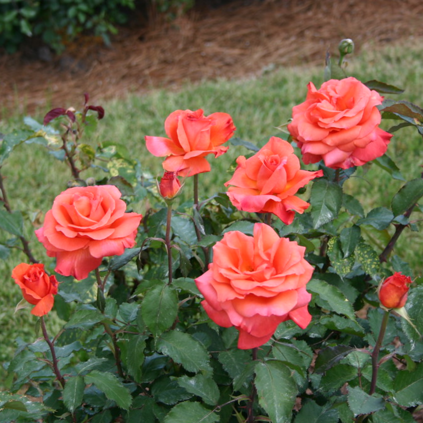 SUNDOWNER ROSE 3gal