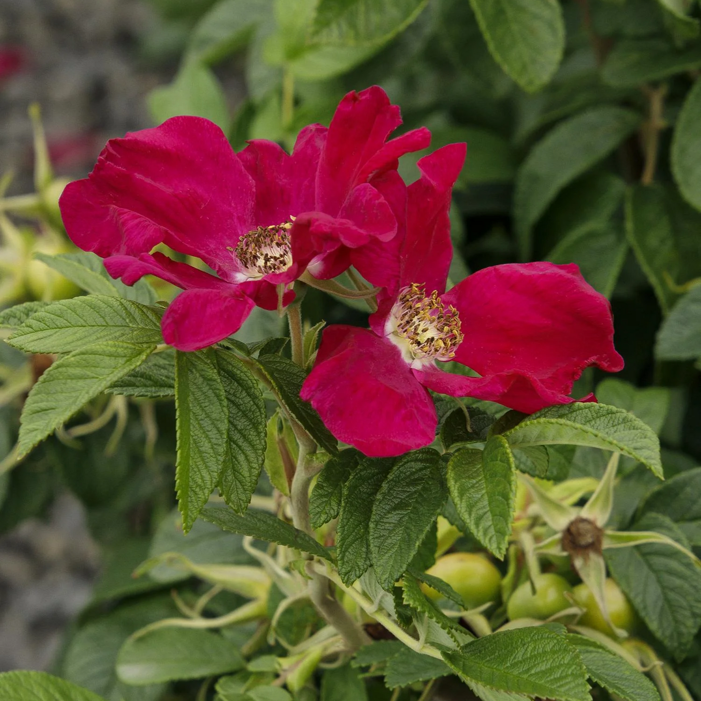 RUGOSA SEASIDE SWIRL RED ROSE 2gal