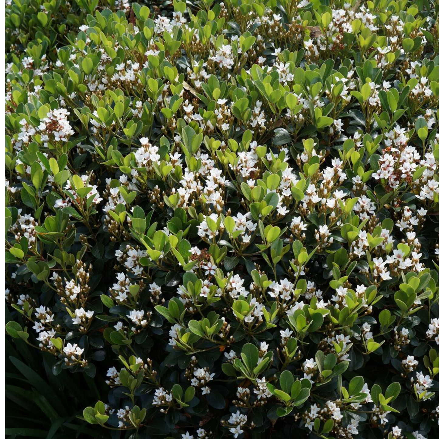 GEORGIA PETITE HAWTHORN 2gal
