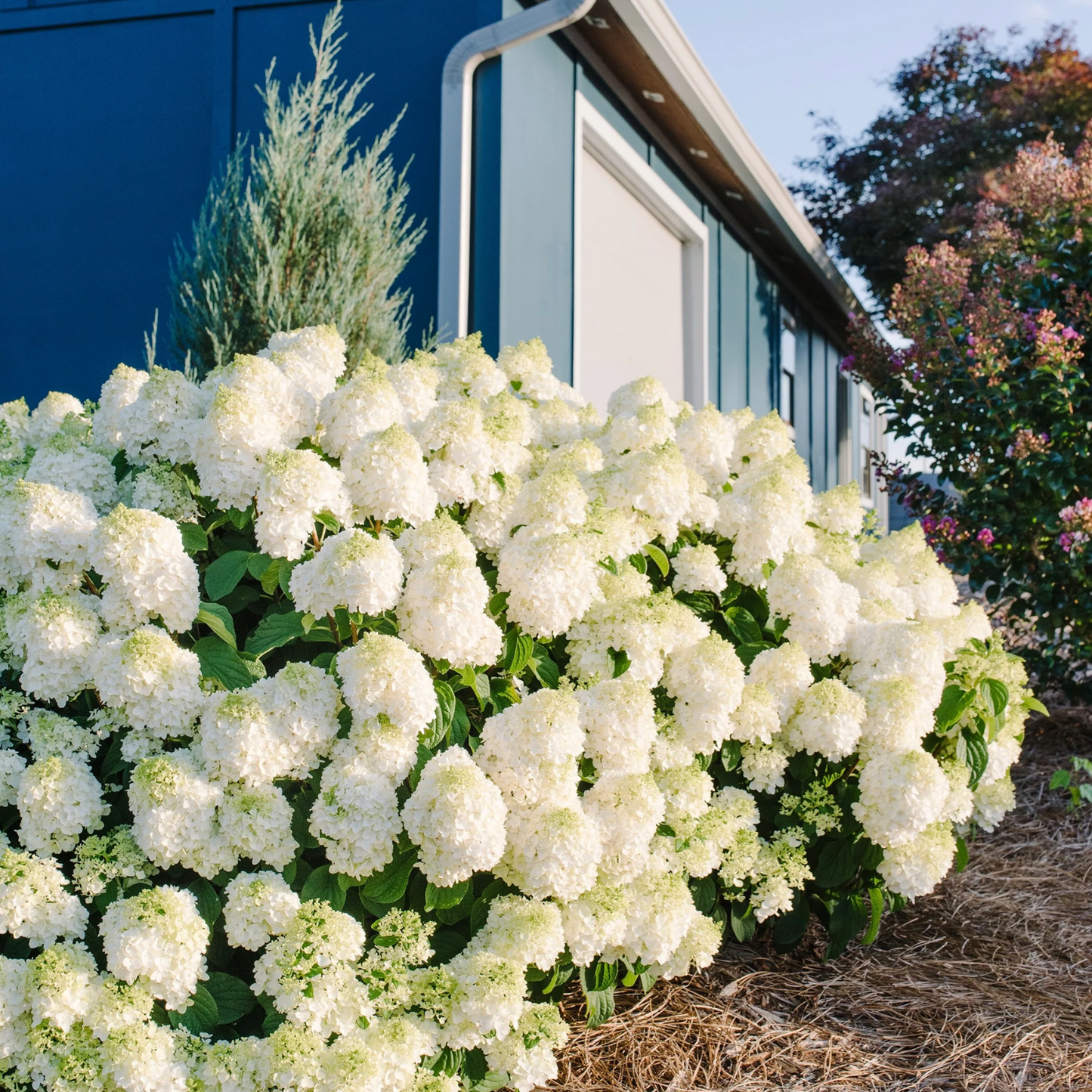 LITTLE HOTTIE HYDRANGEA 2gal