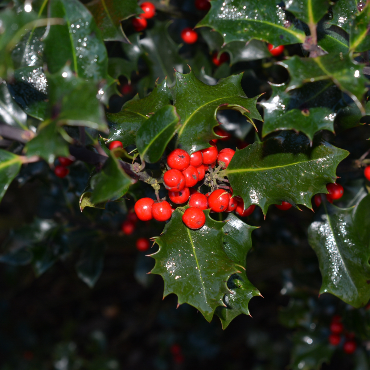 BERRI MAGIC HOLLY 2gal