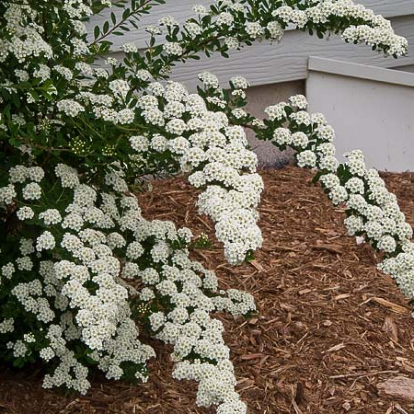 RENAISSANCE BRIDALWREATH SPIRAEA 2gal