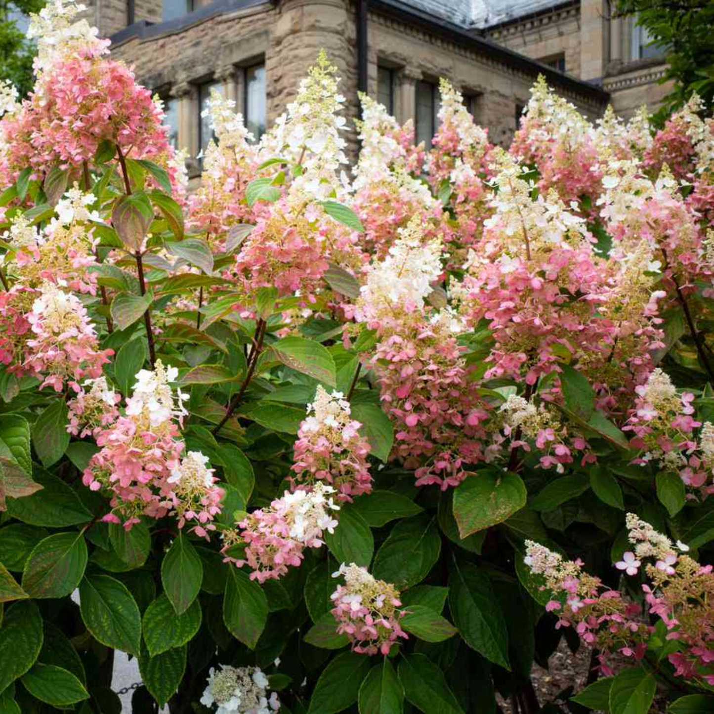 STRAWBERRY SUNDAE HYDRANGEA 2gal