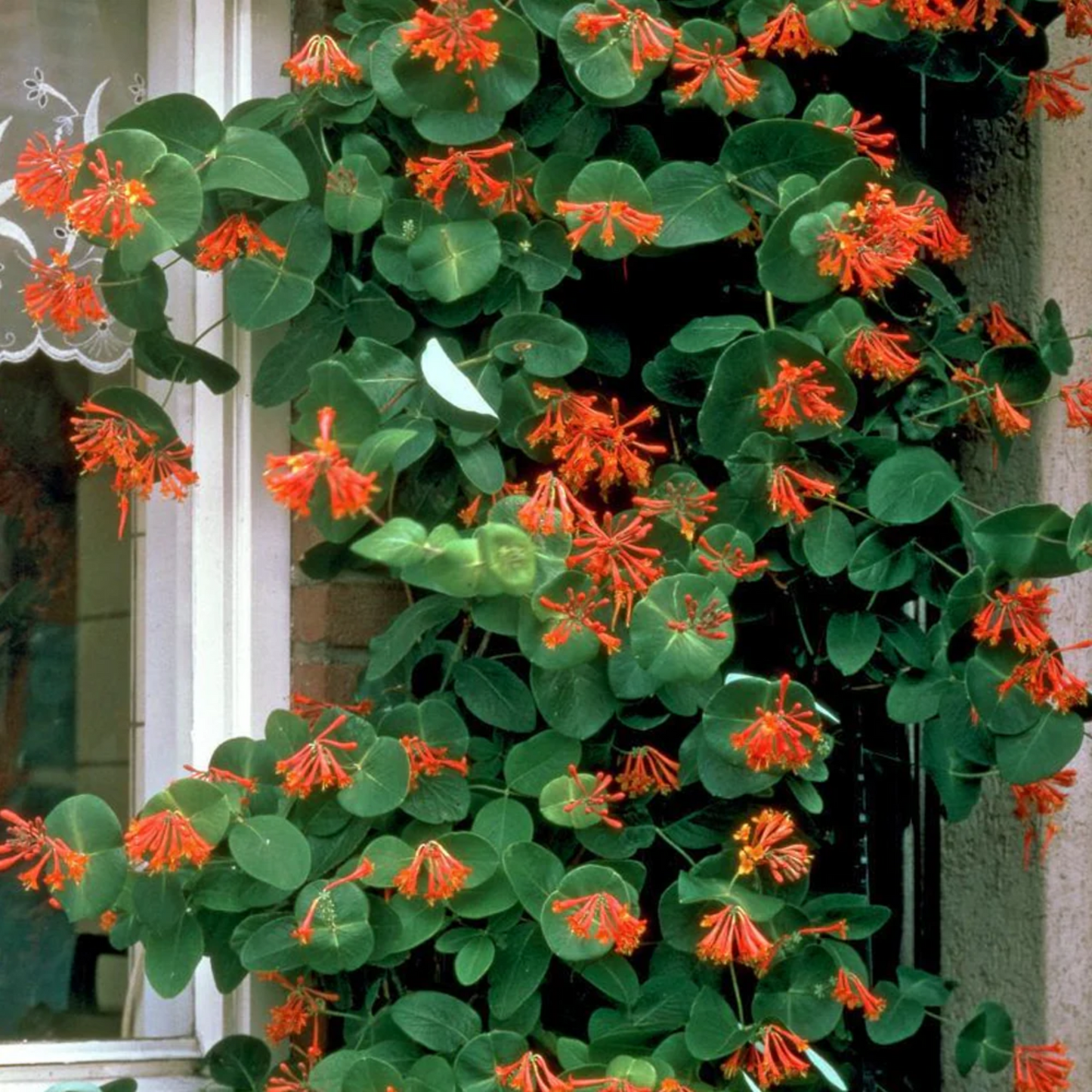 DROPMORE SCARLET HONEYSUCKLE 2gal