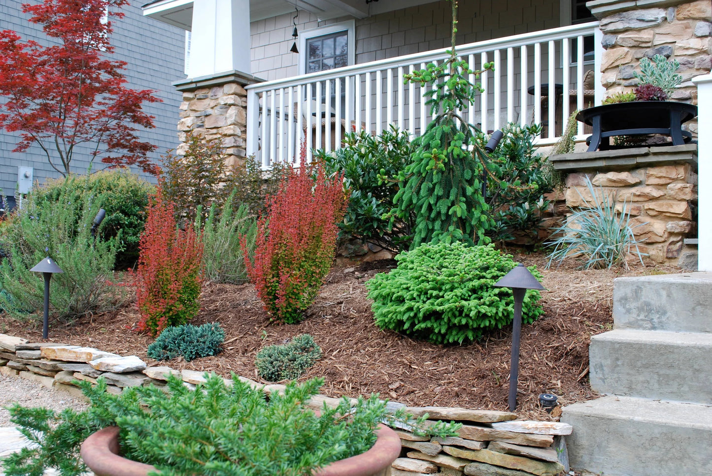 ORANGE ROCKET BARBERRY 3gal
