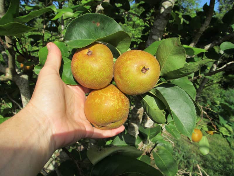SHINSEIKI ASIAN PEAR 5gal