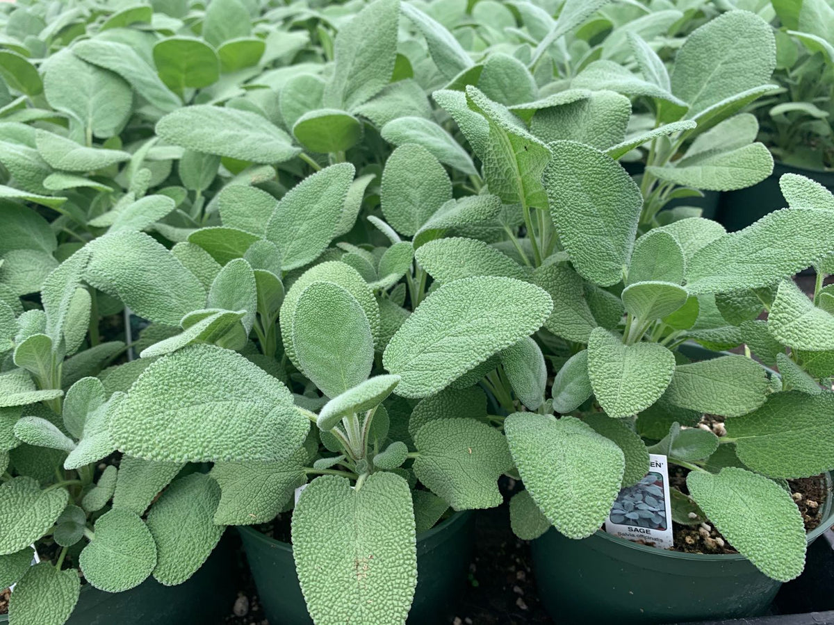 ORGANIC BERGGARTEN SAGE 4in
